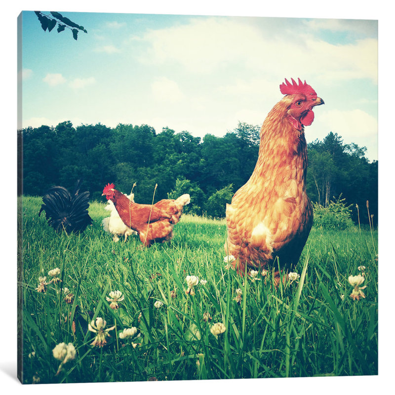 Poulets, reproduction de photo sur toile tendue, H 26 po x l 26 po x P 1,5 po