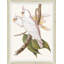 Cocatoo 3 Print