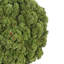 Sedum Arranged in a Stone Planter-2010919692-1985559459
