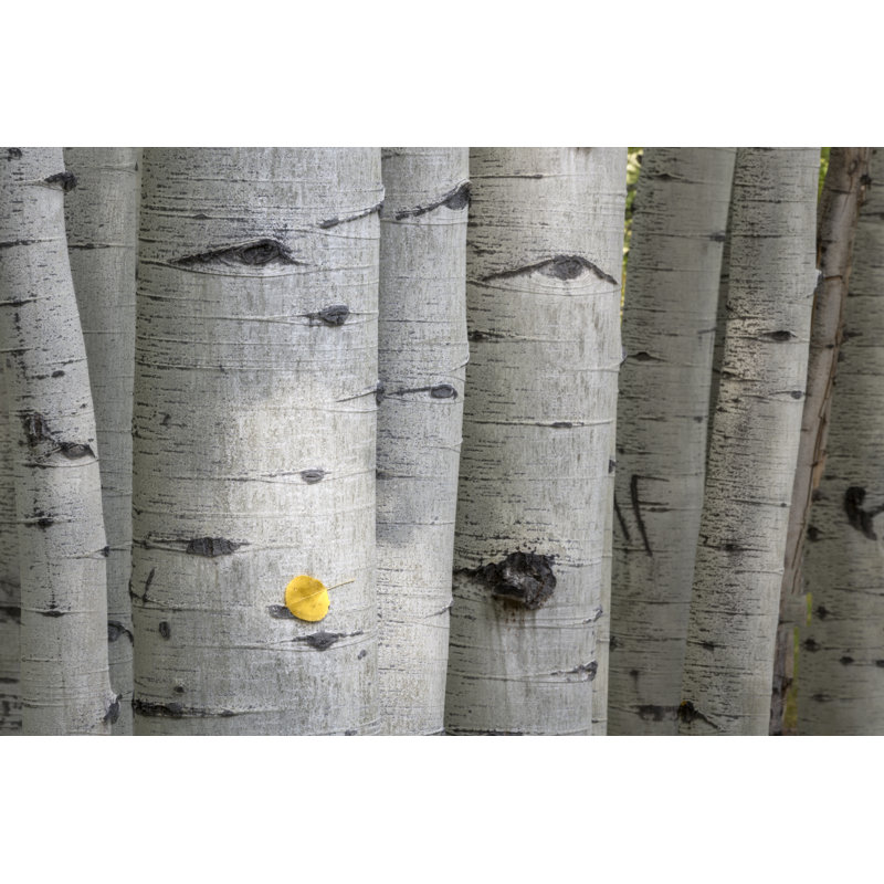 Stuck on You Too by Danny Head - Photograph, 20cm H x 30cm W, Black Floater Framed