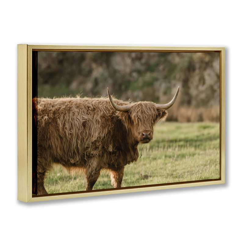Cadre flottant Scottish Highland, conçu par Crystal Lynn Collins, H 17 po x l 25 po, Cadre flottant métallique doré