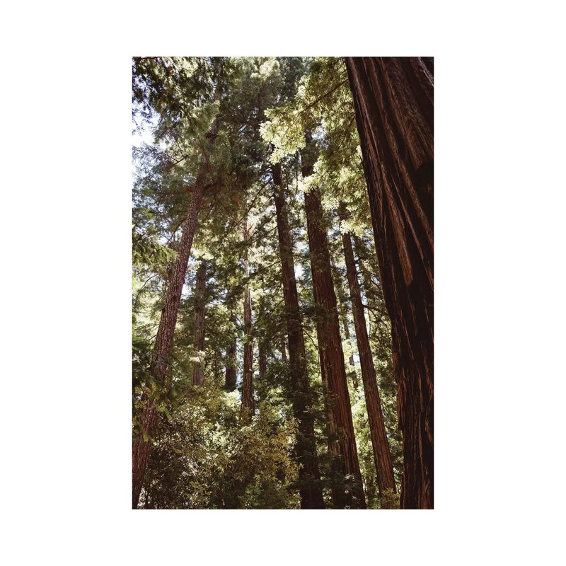 Redwood Forest XII by Bethany Young - Print on Canvas, Wrapped Canvas, 45.72cm H x 30.48cm W x 1.91cm D
