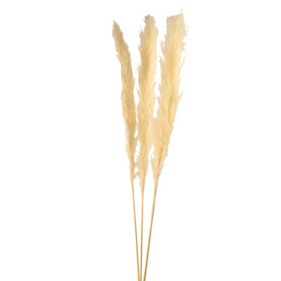 Preserved Lagarus Arrangement