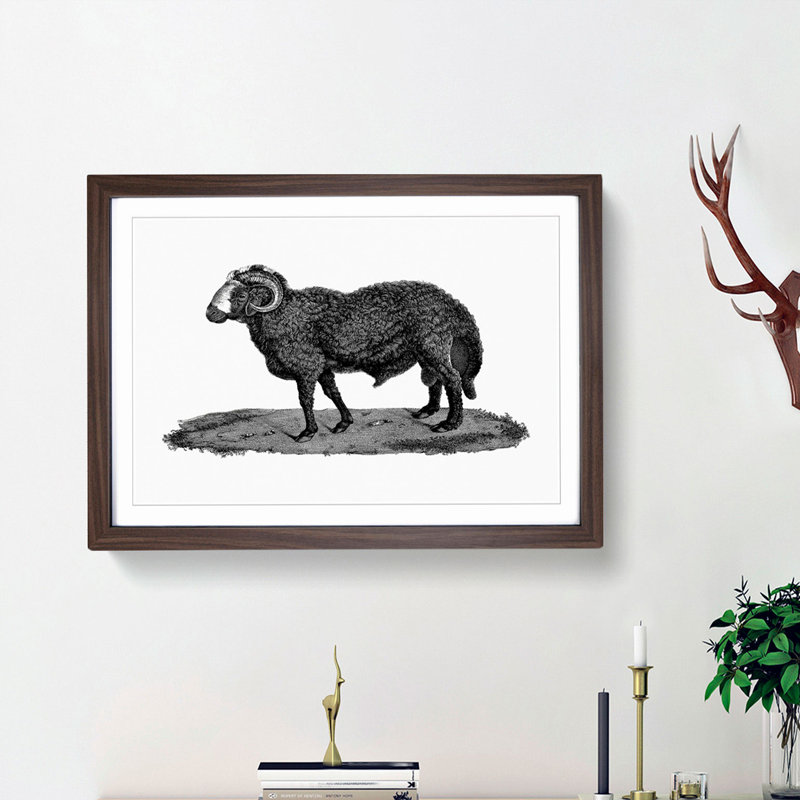 Sheep Illustration - Picture Frame Drawing Print, 48cm H x 65cm W x 2cm D, Walnut Framed
