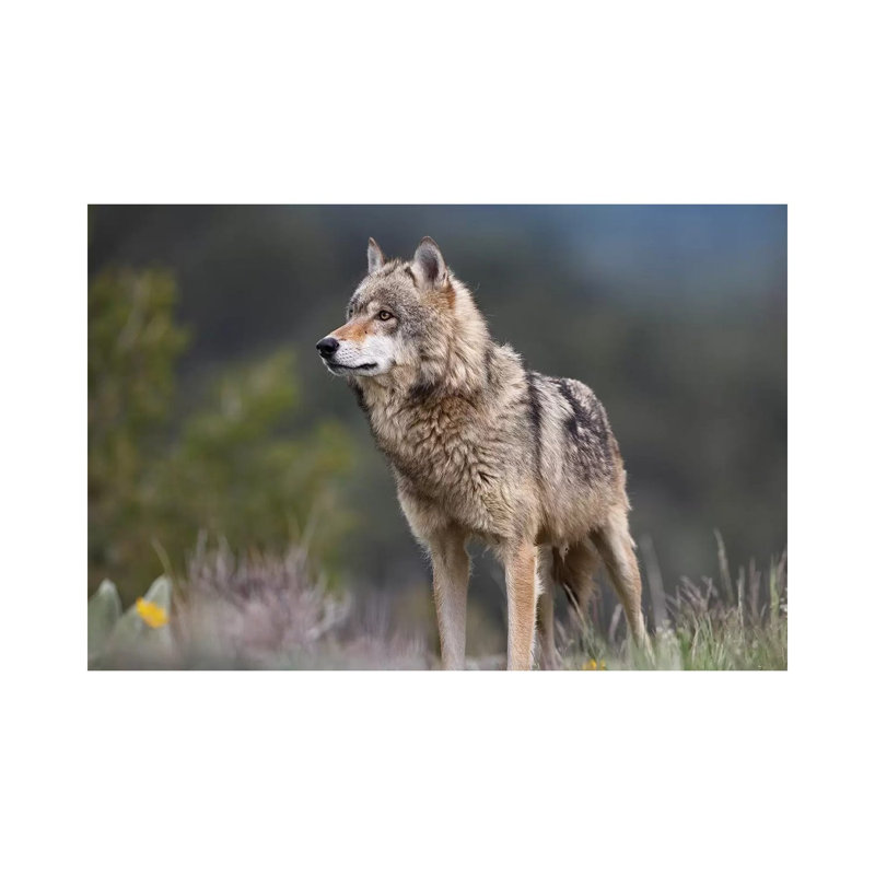 Grey Wolf, North America II by Tim Fitzharris - Wrapped Canvas Print, 101.6 cm H x 66.04 cm W x 1.91 cm D