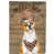 Basenji