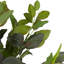 Buisson floral fittonia 16 po