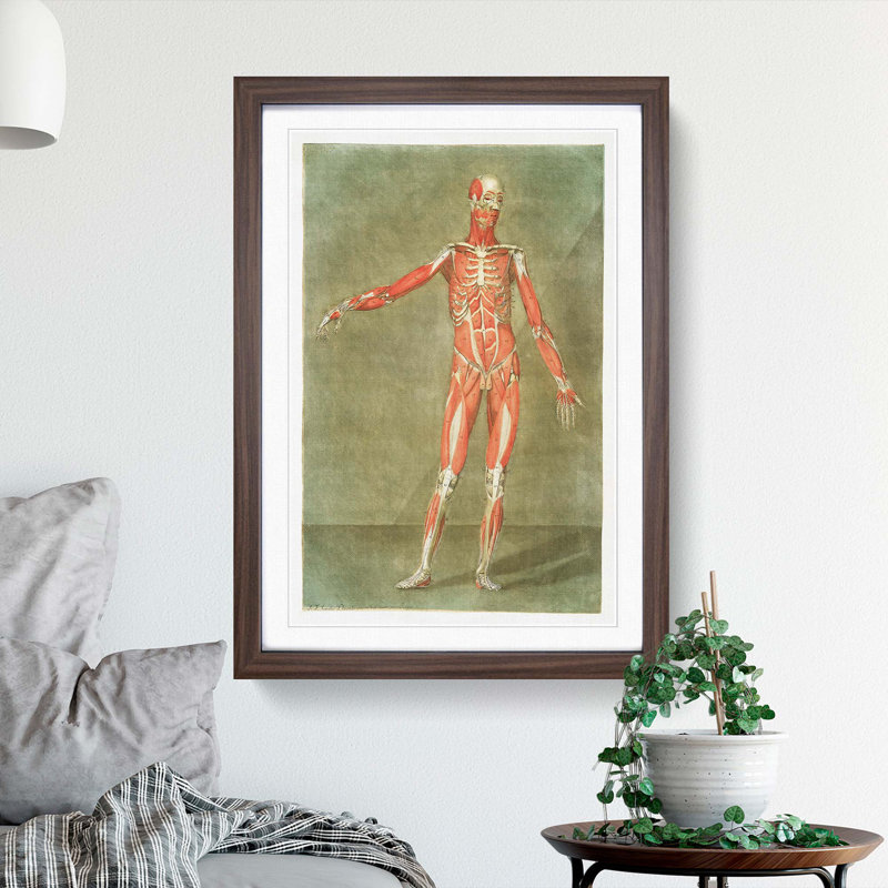 Anatomical Illustration of a Male No. 2 by Gautier-Dagoty - Picture Frame Painting Print, 48cm H x 36cm W x 2cm D