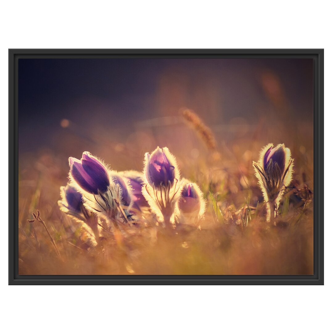 Gerahmtes Wandbild Lila Küchenschelle auf Bergwiese