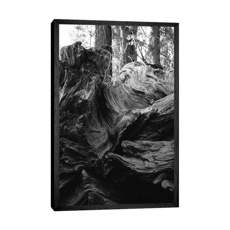 Sequoia National Park XIII by Bethany Young - Print on Canvas, 152.4cm H x 101.6cm W x 3.81cm D, Black Framed
