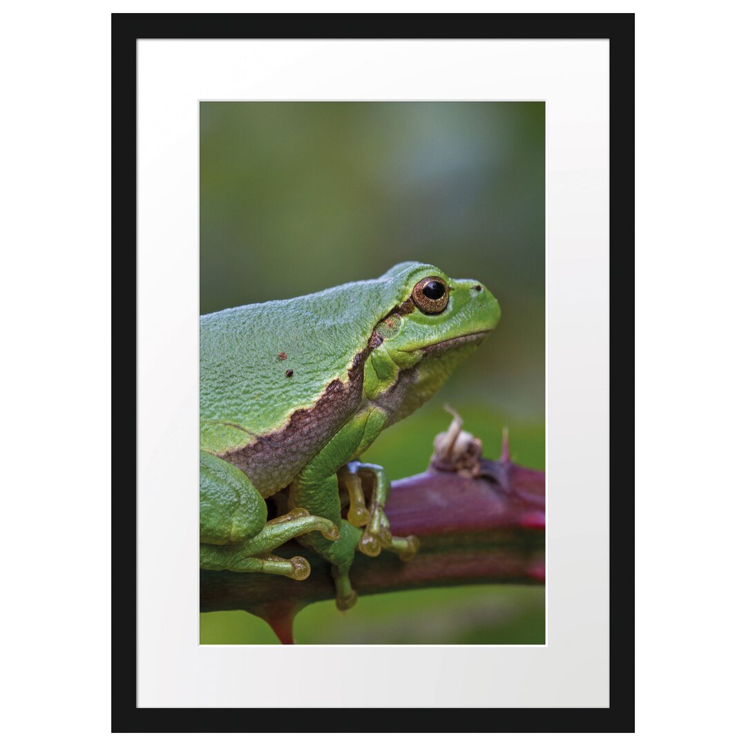 Gerahmtes Poster Kleiner Frosch auf Dornenast