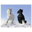 «Farmhouse White and Black Horse», reproduction de photo sur toile tendue-29491763
