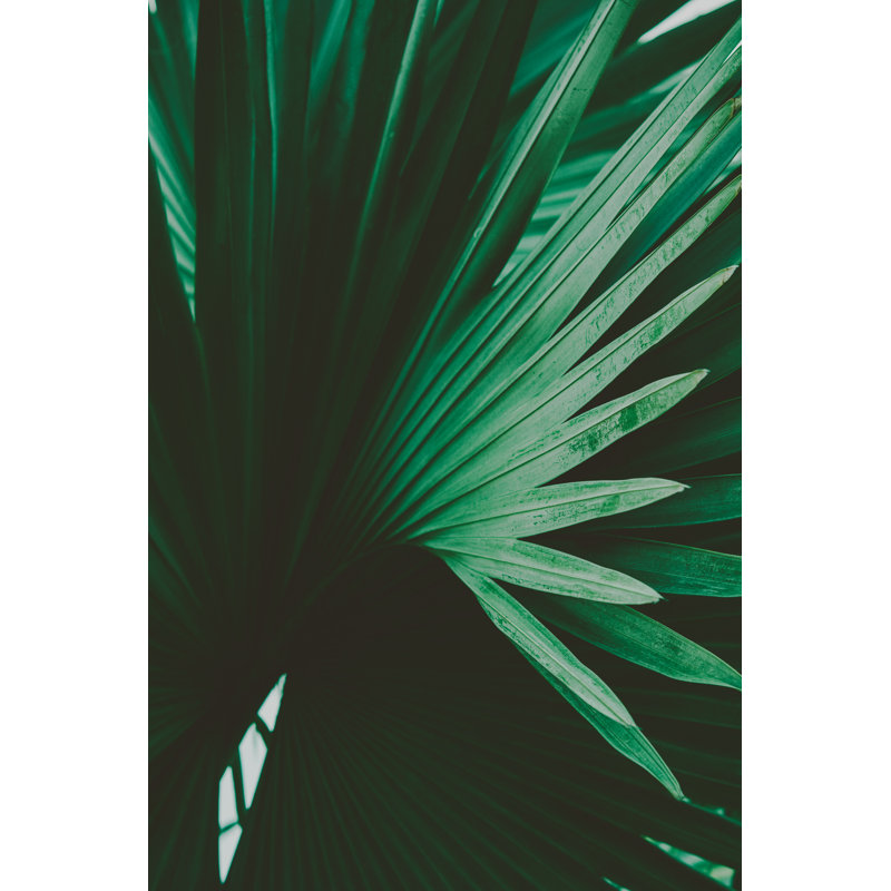 Palm Leaves, 30cm H x 46cm W x 3.8cm D