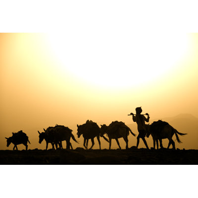 Afar Herder avec ses mules contre le coucher de soleil, désert de Danakil par Guenterguni