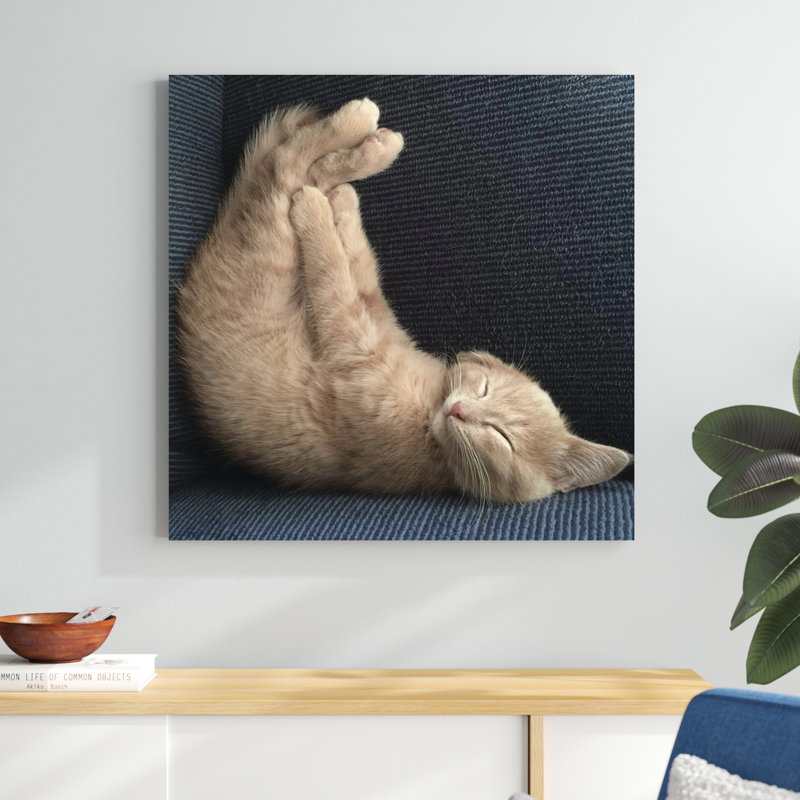 Cat Yoga VII, H 36 po x l 36 po
