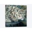 «White Tiger», impression sur toile-29480015-73581556-73581551