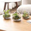 Mini terrarium en verre Jaymin