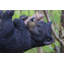 Ours suspendu, branche allongée