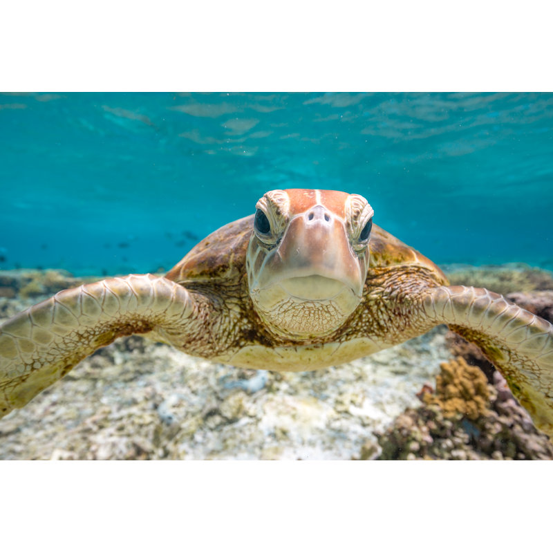 Green Turtle by Colin_Davis - Wrapped Canvas Print, 30cm H x 46cm W
