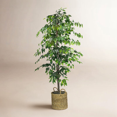 72" Ficus Tree in Basket