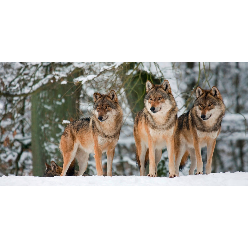 Wolves In The Snow, Germany - Wrapped Canvas Print, 60cm H x 120cm W