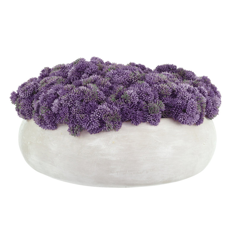 Sedum disposé dans un pot en pierre, 7" H x 12" W x 12" D, Mauve