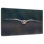 Brampt Owl Mid Air