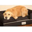 Housse de remplacement pour lit de chien Ultimate-31257757