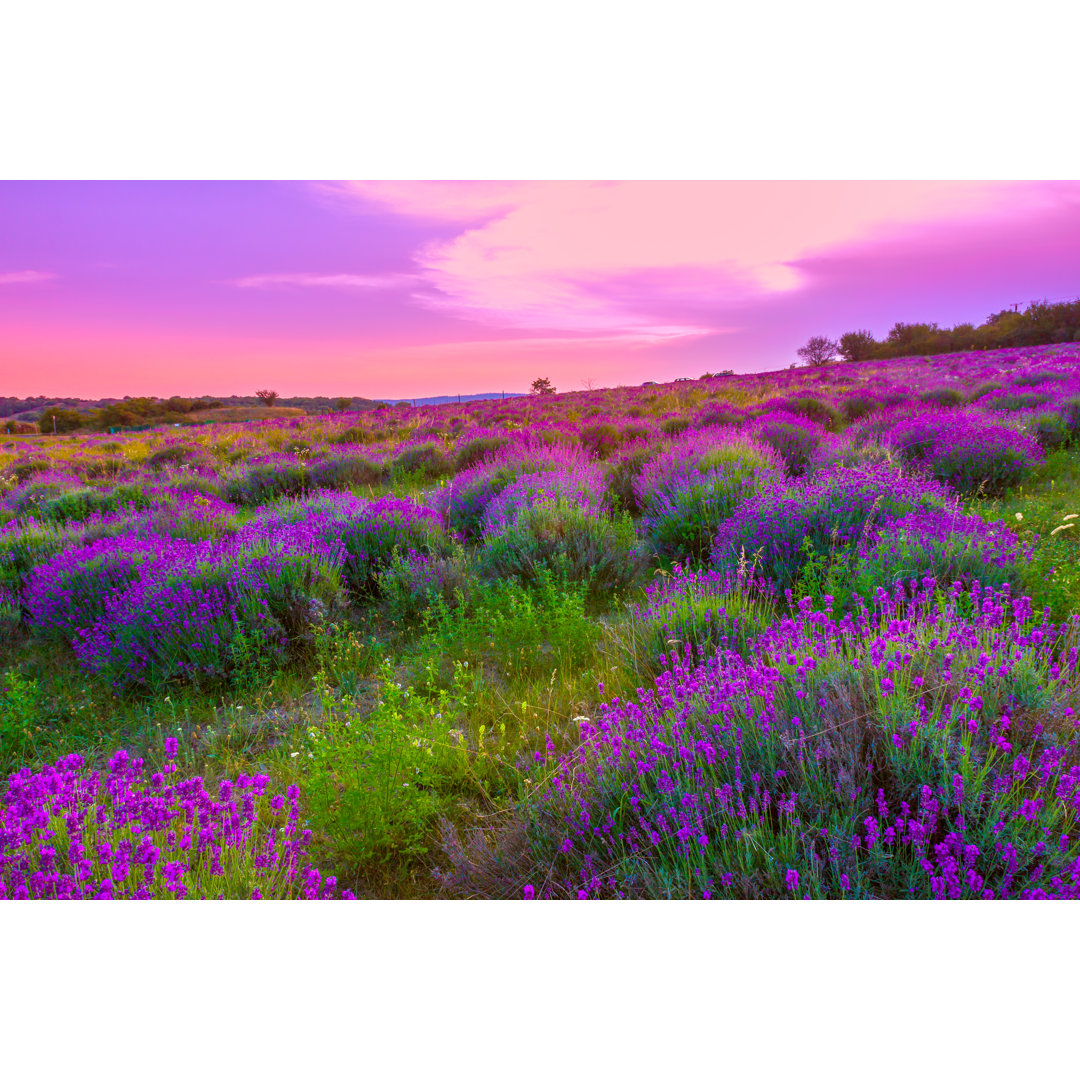 Leinwandbild Lavender Field in Summer by Remedios