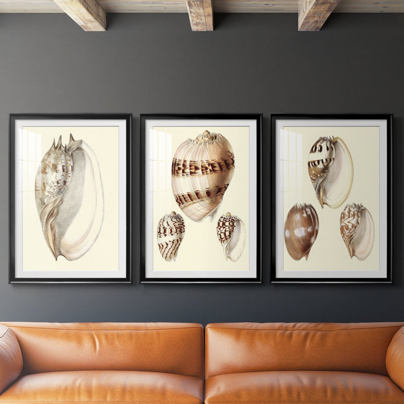 Splendid Shells IV - Impression encadrée sur mesure de qualité supérieure - 3 pièces, Noir, H 21 po x l 30 po