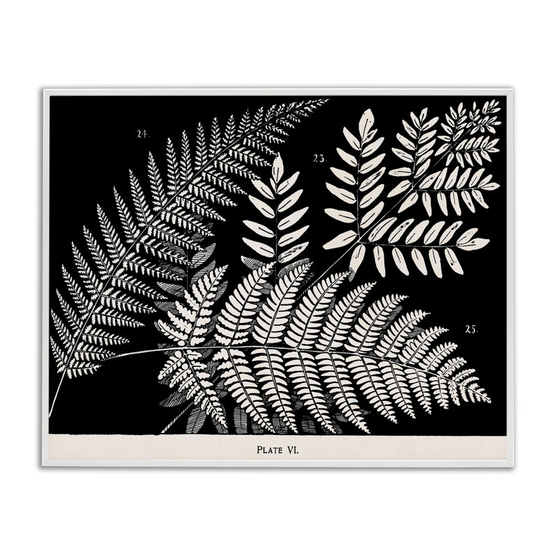Variétés de fougères sur giclée noire encadrée, conception par Phillipa Katz