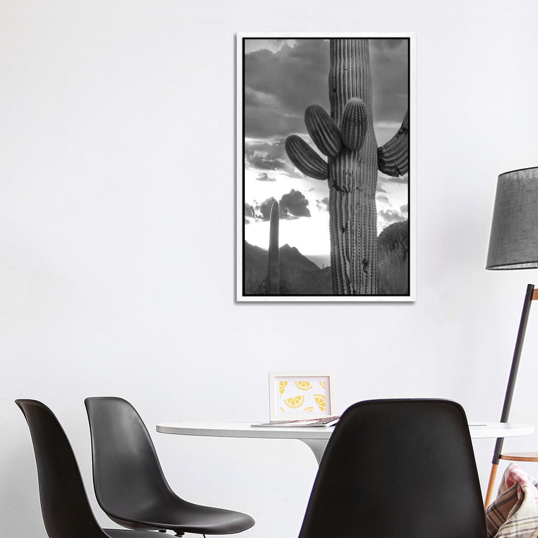 Saguaro Kakteen, Tucson Mountains, Arizona von Tim Fitzharris - Galerie-verpackte Leinwand Giclée auf Leinwand