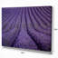 Texture florale lavande texture reproduction de photo sur toile tendue-18269843