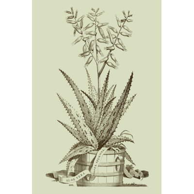 Vintage Aloe III by Abraham Munting - Wrapped Canvas Print
