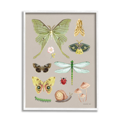 " Various Insect Studies " by Danhui Nai