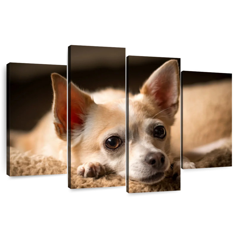 Brampt Resting Chihuahua, 27" H x 43" W