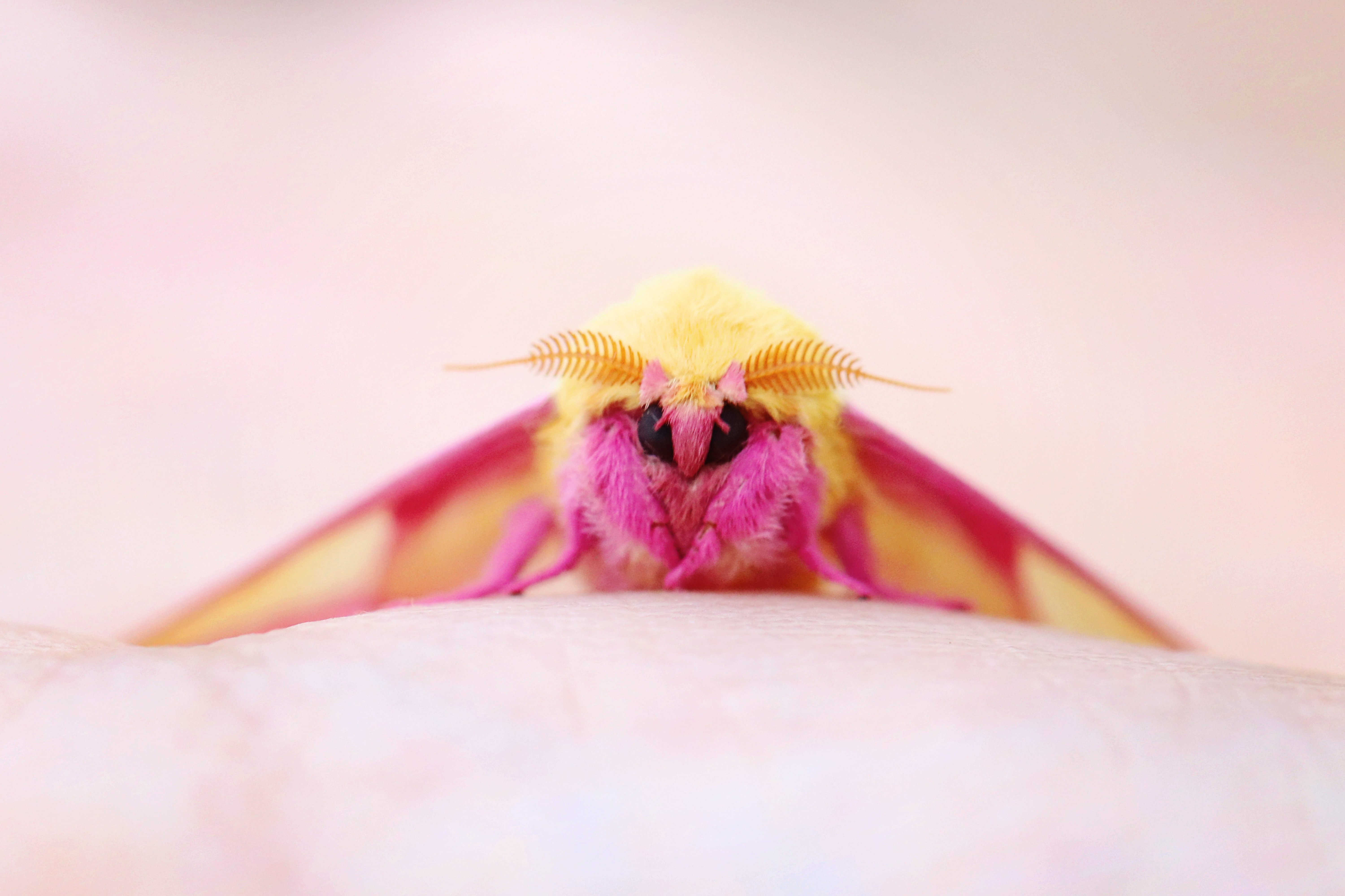 Rosy maple moth - Save Our Green