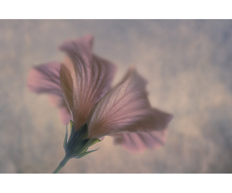 Wrapped Canvas Print, 60.96cm H x 91.44cm W