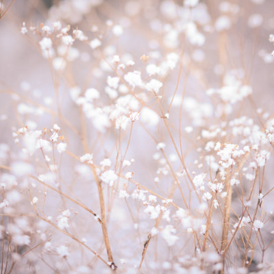" Winter Plant Background " by Oksix