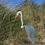 Piquet de jardin Great Blue Heron