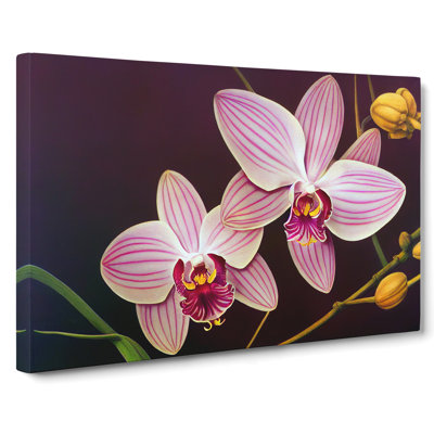 Iconic Orchid Flowers - Wrapped Canvas
