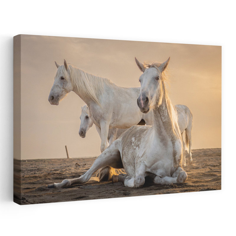 Art blanc, chevaux blancs, heure dorée, sérénité, calme, cheval, plage, nature