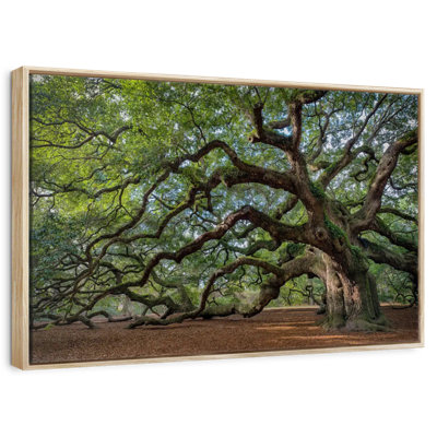 Angel Oak Tree