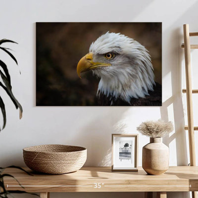 Brampt Bald Eagle Gaze