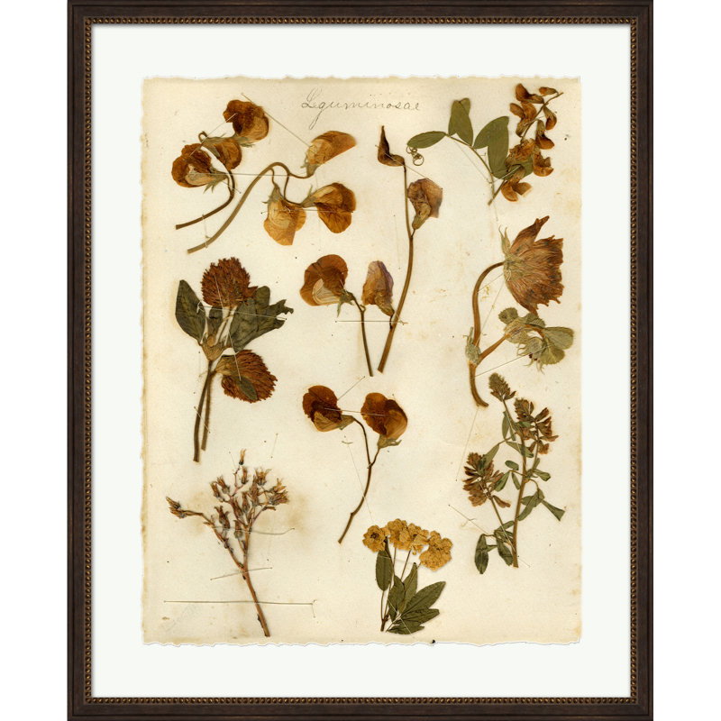 Napa Valley 1872 Herbarium XI Print