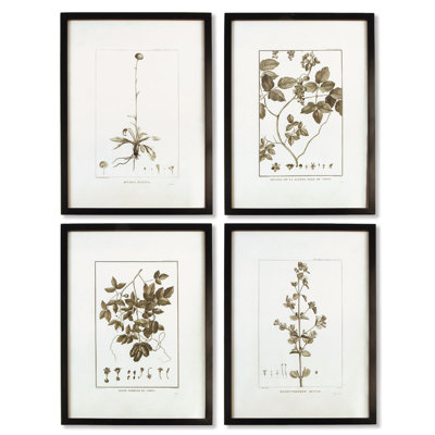Sepia-Tone Botanical Prints, Set of 4