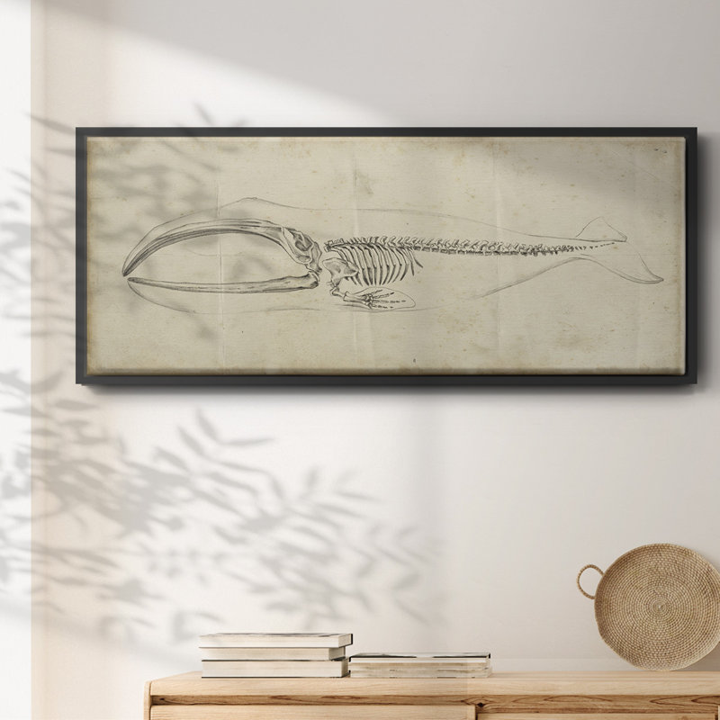 Whale Study I - Toile encadrée, H 20 po x l 50 po