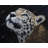 Realistic leopard face - Framed matted print for home decor