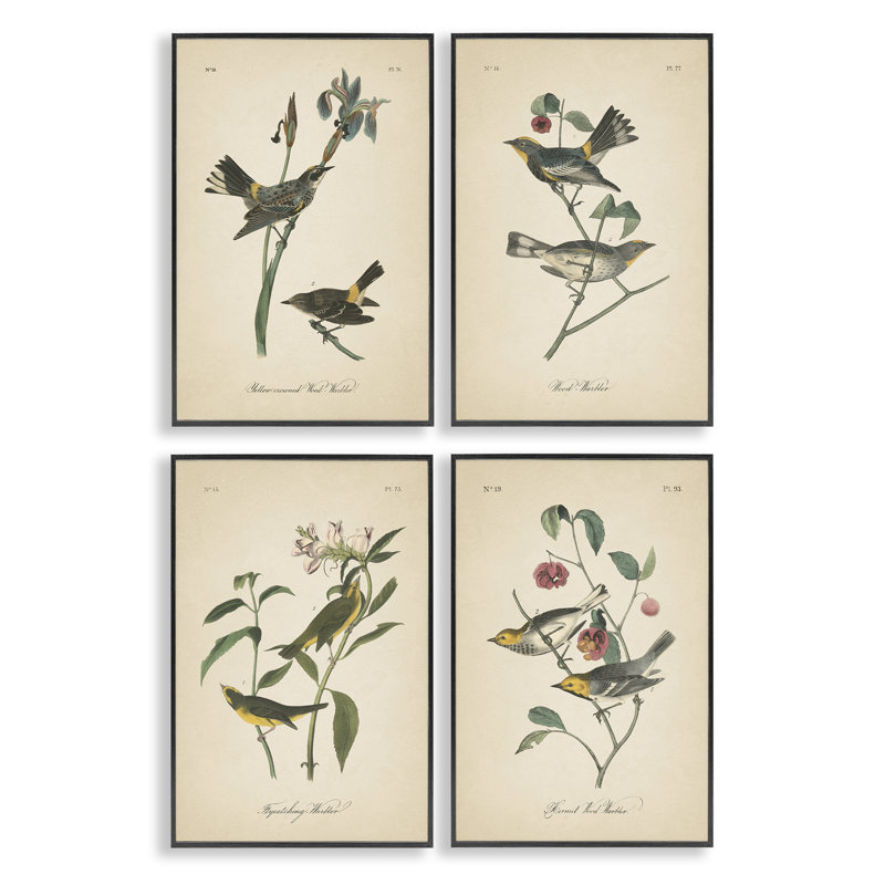  «Vintage Study Birds & Plants», ensemble de 4 giclées par Wild Apple, H 18 po x l 12 po, Giclée encadrée noir minuit