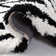 Delane Handmade Shag Black/White Area Rug